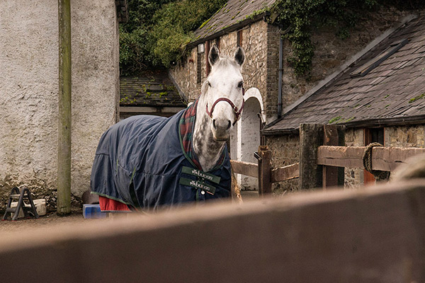 Image of horse